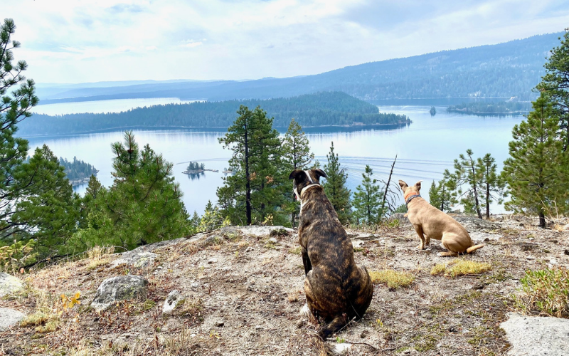 "Trail dogs"