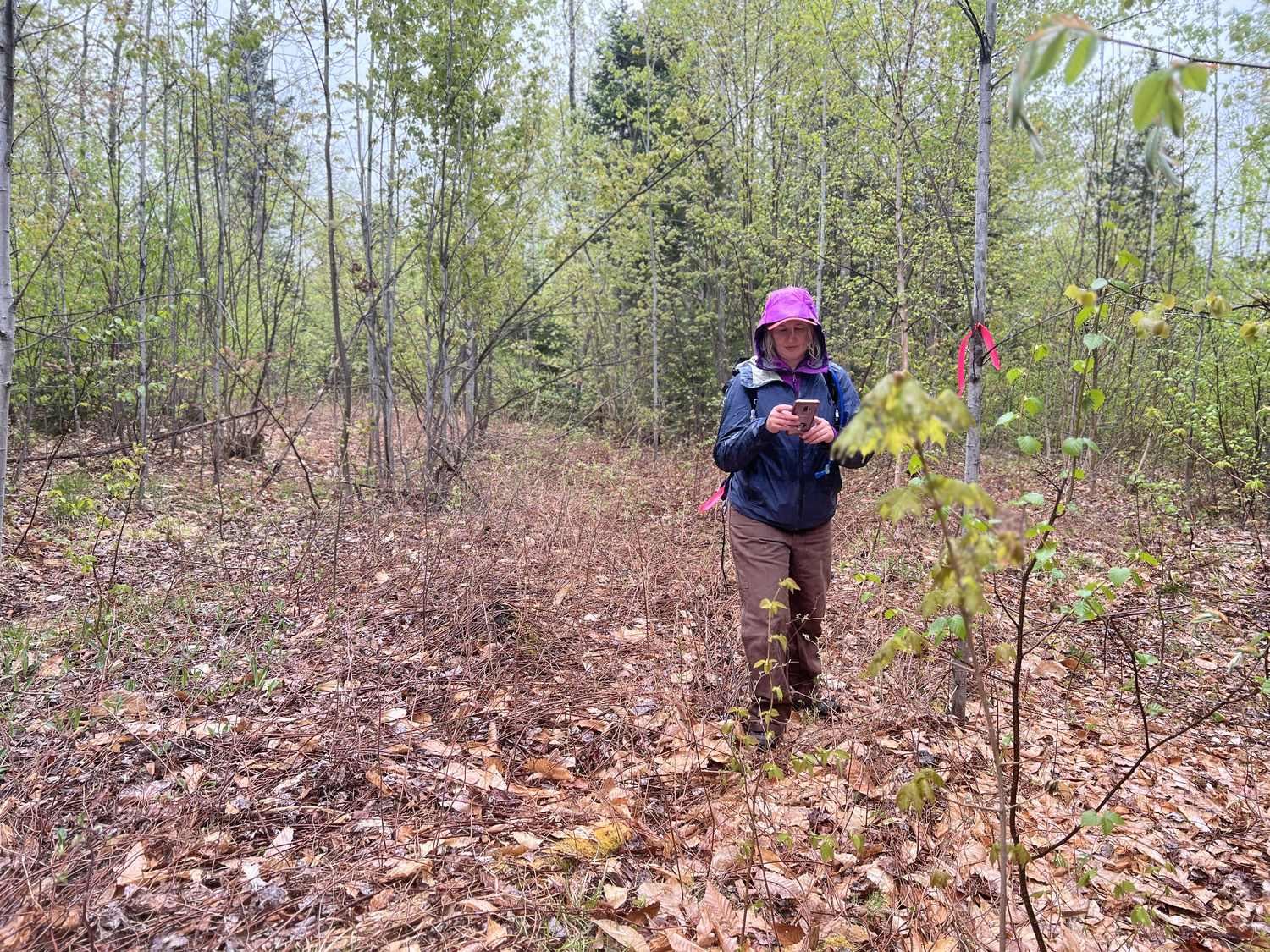 "IMBA Trail Solutions planner Liz grades designs trails near patten, maine"