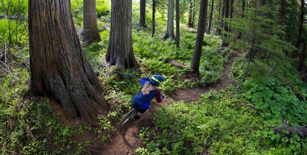Top view of woman mountain biking through a forest