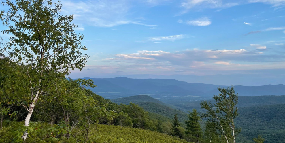 Beautiful landscape shot of tall, green grasses, white birch, and rolling New England hardwood hills... you see why they call it Purple Valley.