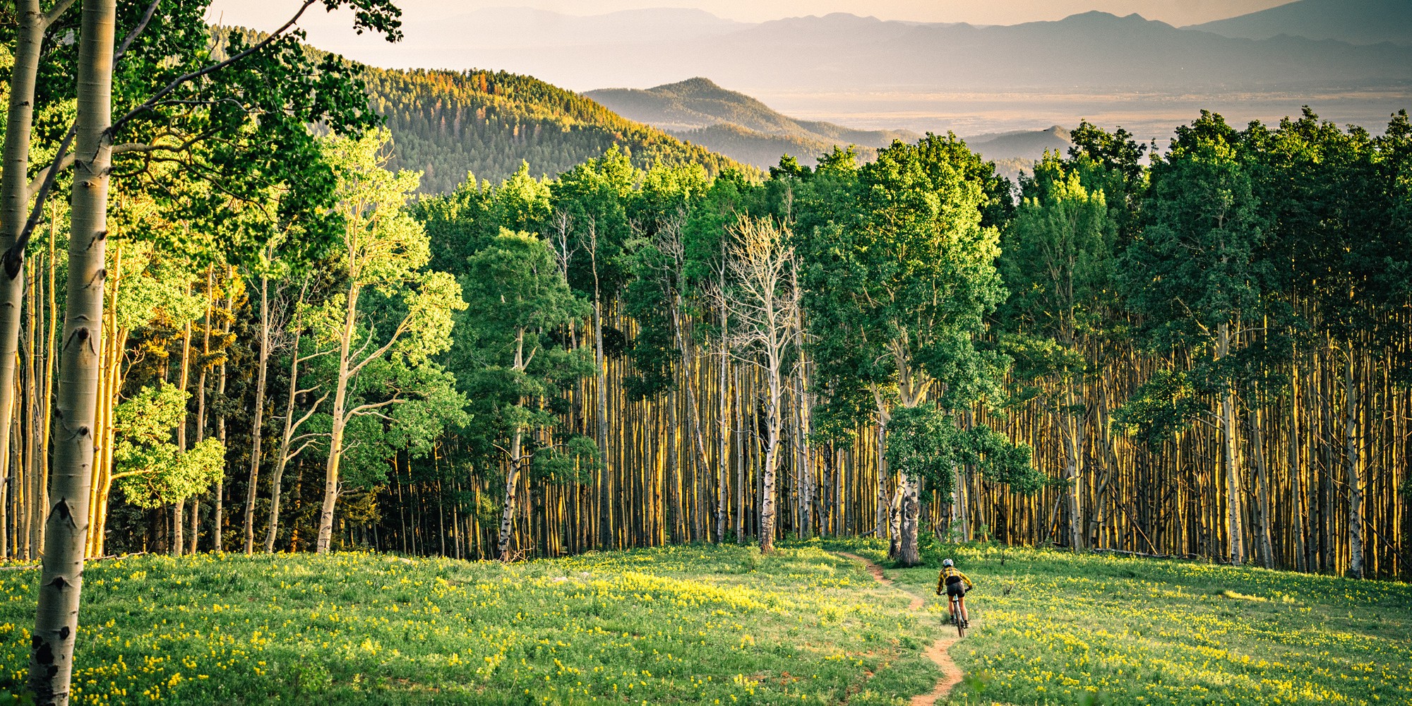 MTB rider headed across a clearing toward dense trees with green foliage
