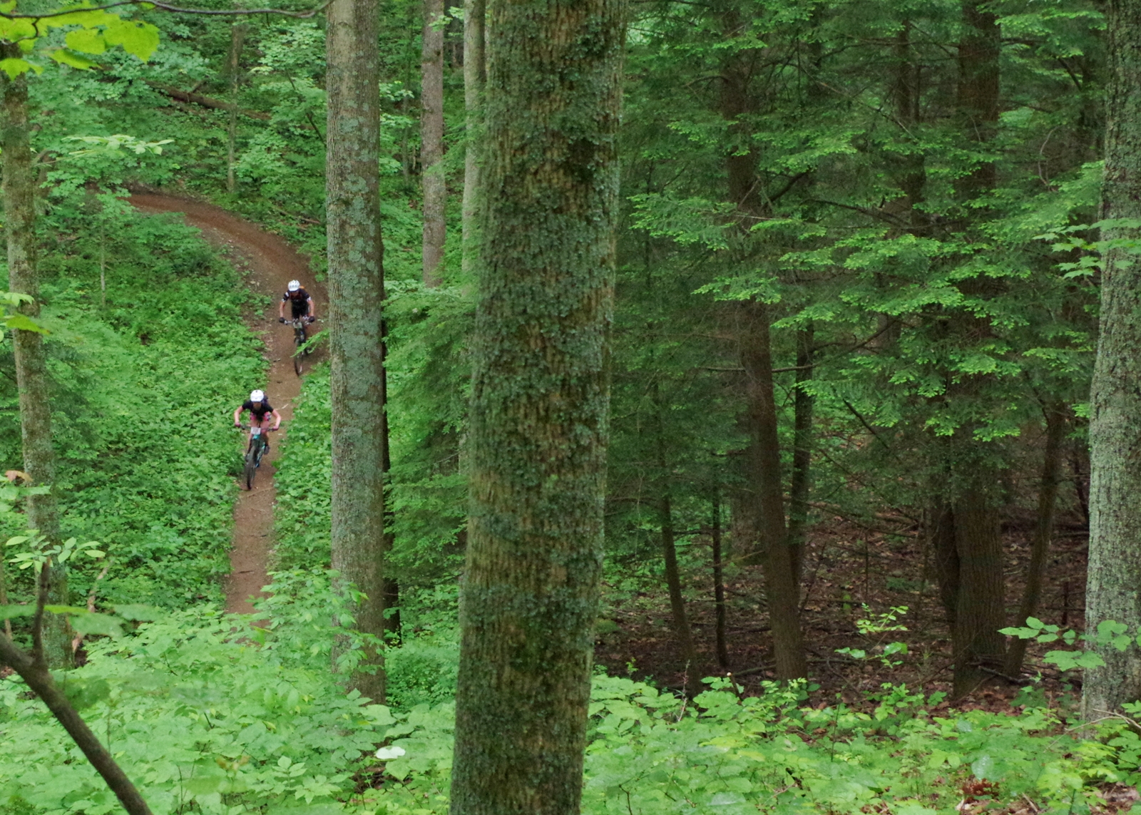 Lush green forest with moss-covered tree in foreground, two mountain bikers descending hill in far background