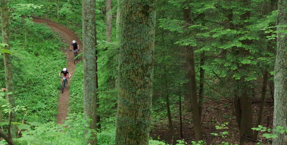 Lush green forest with moss-covered tree in foreground, two mountain bikers descending hill in far background