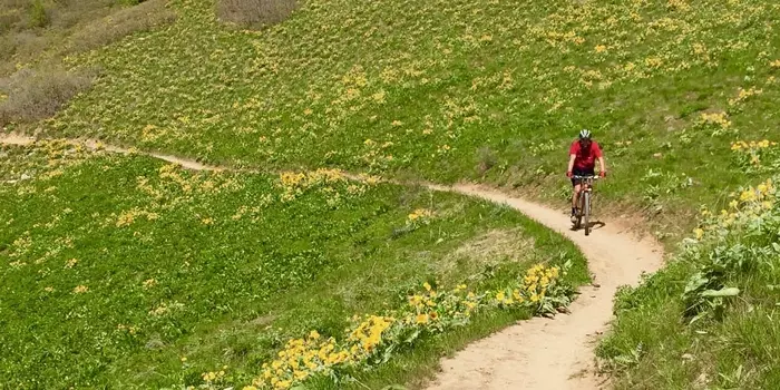 Mountain biker riding along BST through green field with large yellow flowers.