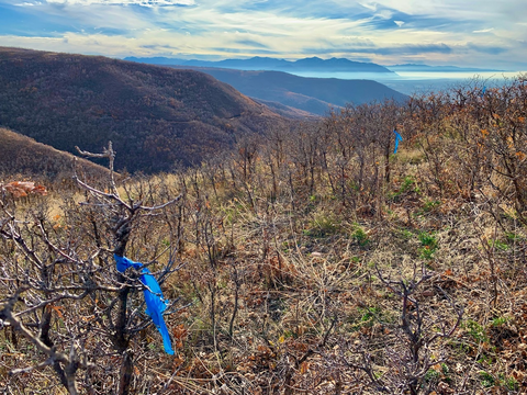 Trail flagging on the BST 