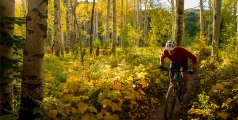 Mountain biker riding cross country through beautiful aspen grove