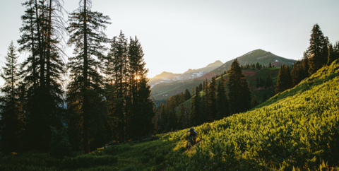 Mountain biker riding toward bottom right of shot on singletrack, through green grass near tall evergreens in CO mountains