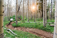 Two riders riding away from camera on ribbon-like trail in thick aspen grove